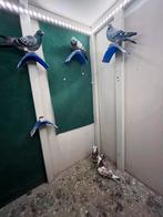 Duiven te koop, Meerdere dieren, Postduif