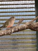 Bourkes parkiet, Vrouwelijk, Parkiet