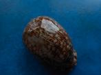 Schelpen: Cypraea arabica asiatica S.S. gem- 58,5mm, Ophalen of Verzenden, Schelp(en)