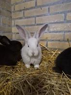 Nestje duitse reuzen 4 stuks!!!, Ophalen of Verzenden, Minder dan 75 cm, Kooi, Minder dan 60 cm