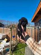 Lieve toy poedels. Nog 2 beschikbaar, Poedel, 8 tot 15 weken, Meerdere, Meerdere dieren