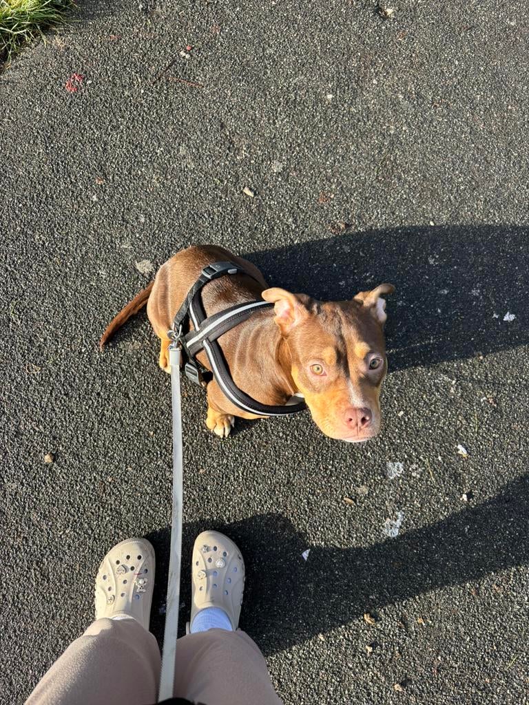 American Bully Classic ABKC teef 9 maanden ZSM, 15 weken tot 1 jaar, Overige rassen, Teef, Parvo