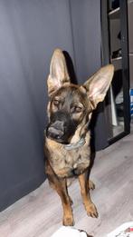 Duitse Herder Werklijn – Reu – 10-07-2025, Dieren en Toebehoren, Honden | Herdershonden en Veedrijvers, 15 weken tot 1 jaar, Reu