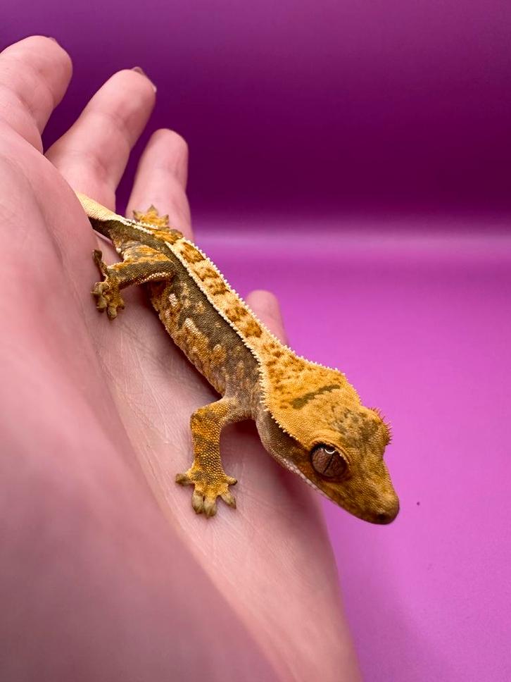 Wimpergekko baby unsexed Crested Gecko - unknown for sale from RX Cresties