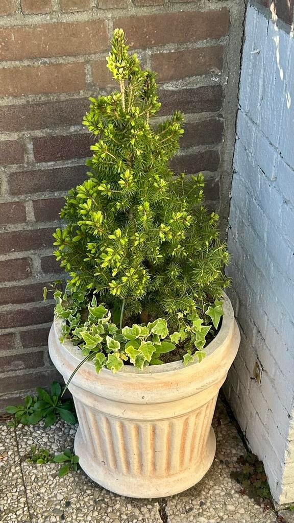 Spruce in terracotta pot, Tuin en Terras, Planten | Bomen, Bloeit niet, Halfschaduw, Minder dan 100 cm, Ophalen