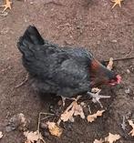 Kippen berkummers !, Meerdere dieren, Kip