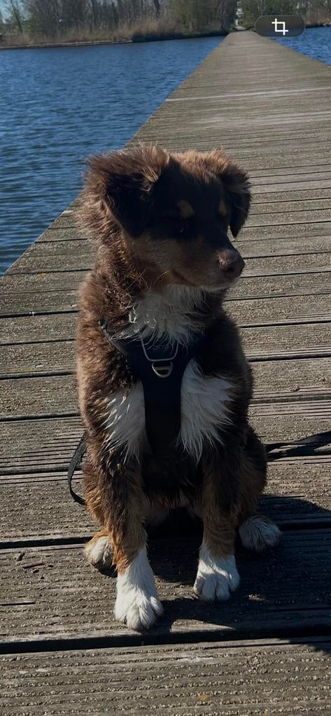 Tuig harnas Dog Copenhagen S, Bench 60x40, outward dog tas, Dieren en Toebehoren, Ophalen of Verzenden, Zo goed als nieuw