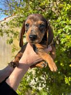 Ruwharige dwerg teckelpups op zoek naar nieuw mandje, Dieren en Toebehoren, Parvo, 8 tot 15 weken, Dwerg, Meerdere