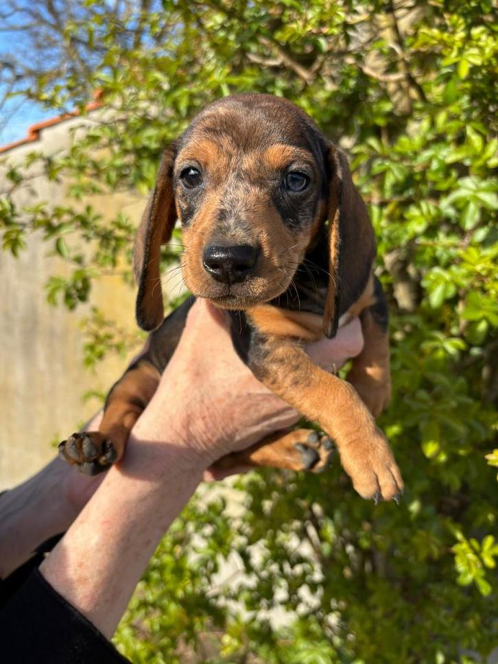 Ruwharige dwerg teckelpups op zoek naar nieuw mandje, Dieren en Toebehoren, Honden | Teckels en Dashonden, Meerdere dieren, Ruwhaar