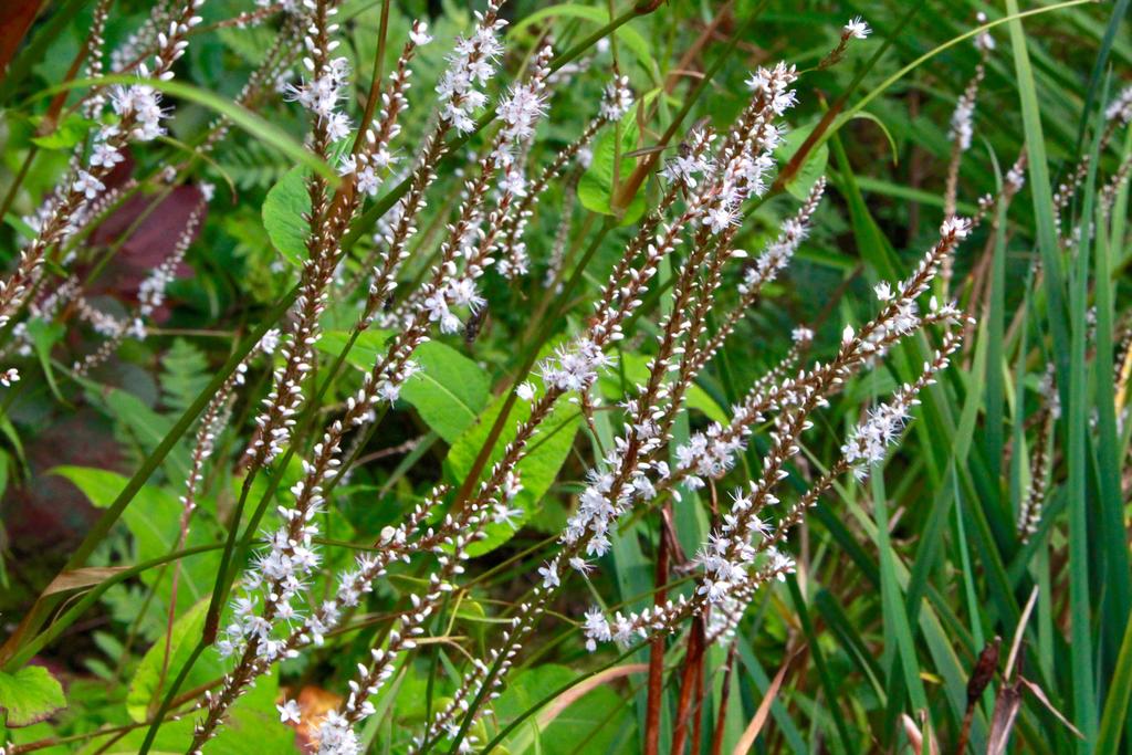 Persicaria amplexicaulis 'Alba' / Duizendknoop P9 pot, Tuin en Terras, Planten | Tuinplanten, Ophalen of Verzenden, Vaste plant