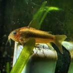 Corydoras goldstripe/goldline €6.50 per stuk 8=€47.50, Dieren en Toebehoren, Vissen | Aquariumvissen, Vis, Zoetwatervis, Schoolvis