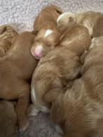 Australian labradoodle pups met afstammings bewijs!!, Parvo, Overige rassen, 8 tot 15 weken, Meerdere