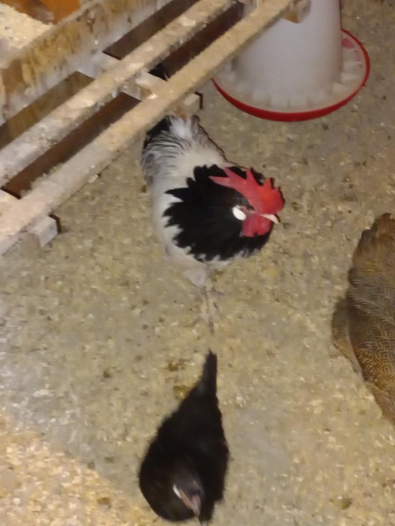 Krielkippen, Dieren en Toebehoren, Pluimvee, Vrouwelijk, Kip