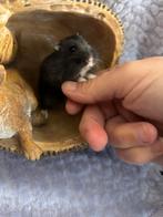 Baby hamsters mogen weg , let op wonen net over grens, Hamster, Vrouwelijk, Januari, Tam