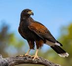 Weg met duiven! Duivenverjaging met echte roofvogel, Ophalen of Verzenden