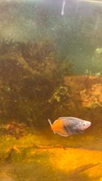 Verchillende vissen, Vis