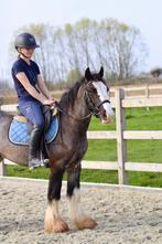 elegante Tinker ruin, Ruin, Zadelmak, 3 tot 6 jaar, Gechipt