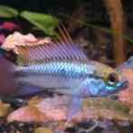 Apistogramma trifasciata, Vis