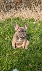 Blue Fawn Franse Bulldog reutje beschikbaar, Dieren en Toebehoren, 15 weken tot 1 jaar, Reu, Parvo, Bulldog