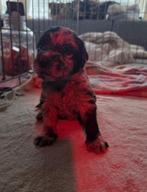 Labradoodle F1 Blue Merle teefje & reutje zoeken gouden mand, Overige rassen, 8 tot 15 weken, Meerdere, Meerdere dieren