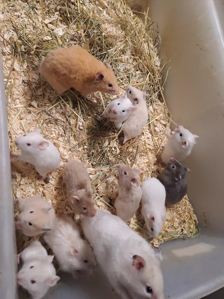 Jonge goudhamsters tam, Hamster, Februari, Meerdere dieren, Tam