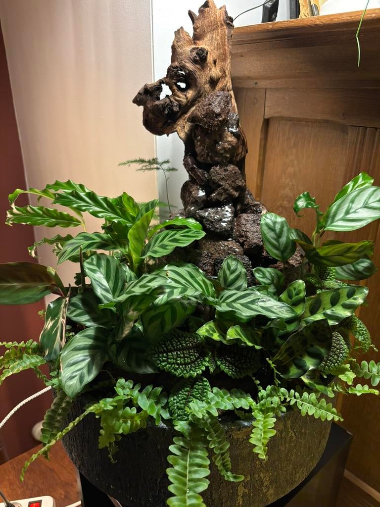 Watervalletje langs boomstam, Ophalen of Verzenden, Zo goed als nieuw