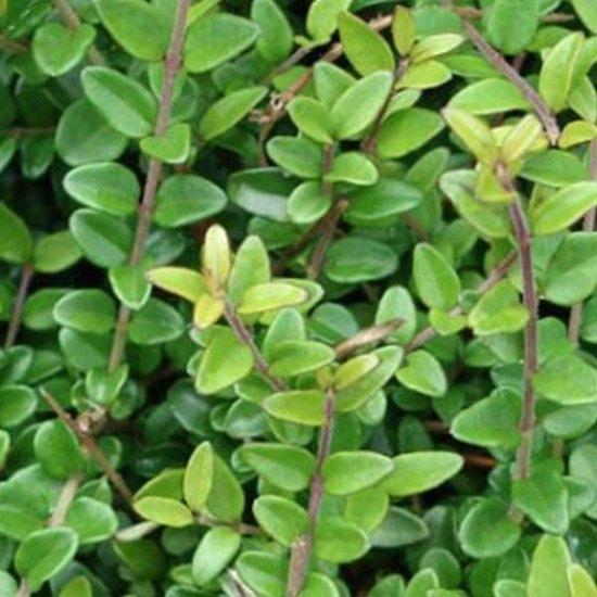 ACTIE, lonicera nitida maigrun, Struikkamperfoelie, Tuin en Terras, Planten | Struiken en Hagen, Struik, Overige soorten, Minder dan 100 cm