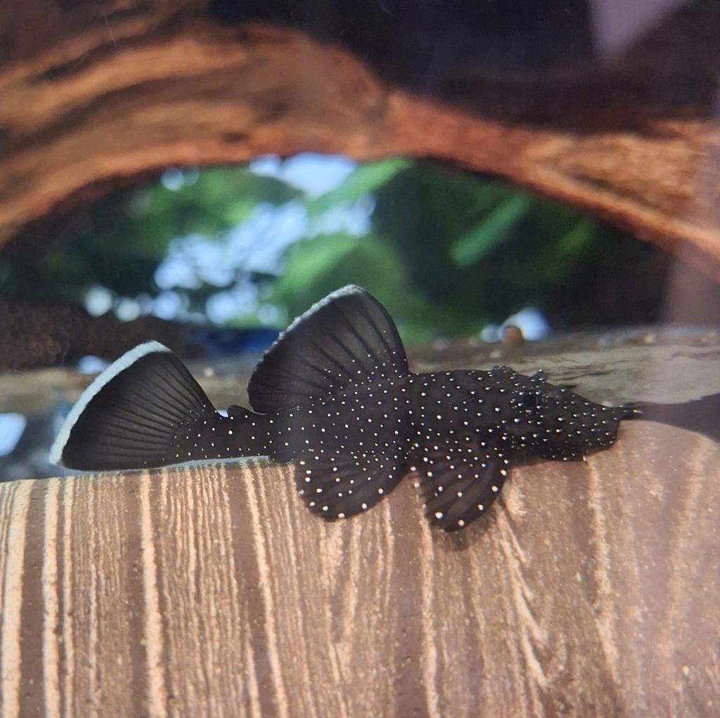 L181, Dieren en Toebehoren, Vissen | Aquariumvissen, Vis, Zoetwatervis