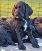 Labradoodle x  Bloedhond / Grote Zwitserse Sennenhond pups, Parvo, 8 tot 15 weken, Meerdere, Meerdere dieren