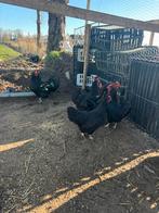 Hele mooie australorp en marans te koop, Vrouwelijk, Kip