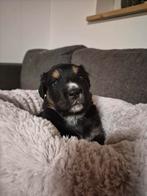 Boulab pups puppies, Dieren en Toebehoren, Honden | Niet-rashonden, 8 tot 15 weken, Groot, Meerdere, Meerdere dieren