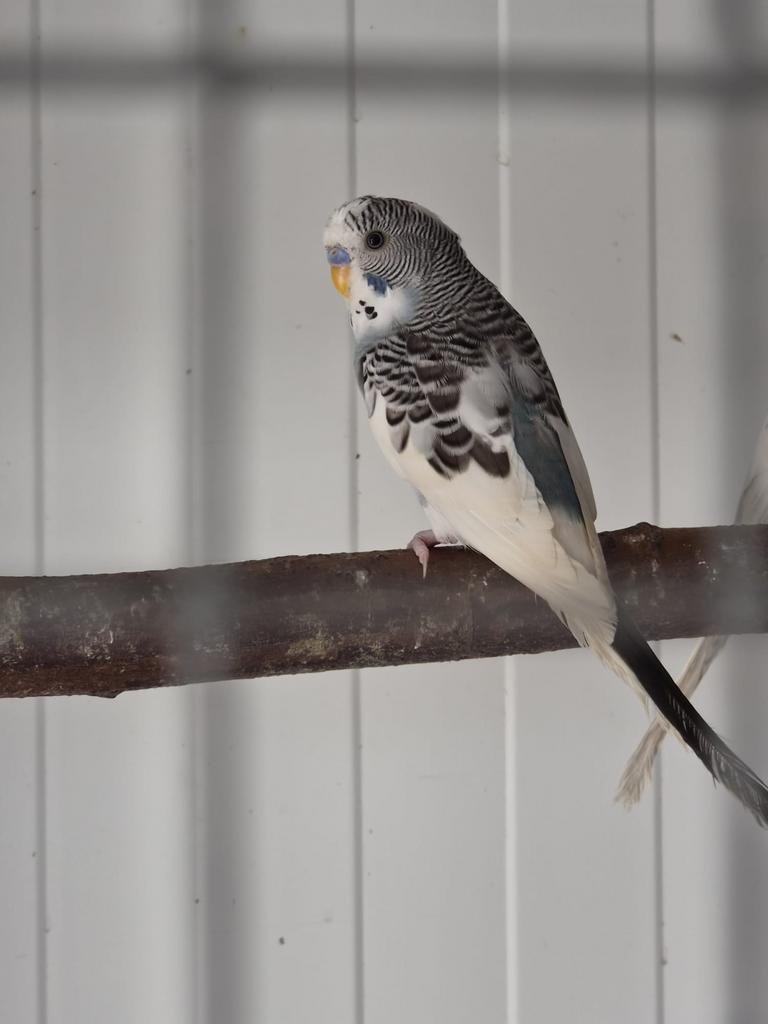 Blackface grasparkieten en gewone grasparkieten, Dieren en Toebehoren, Vogels | Parkieten en Papegaaien, Meerdere dieren, Parkiet