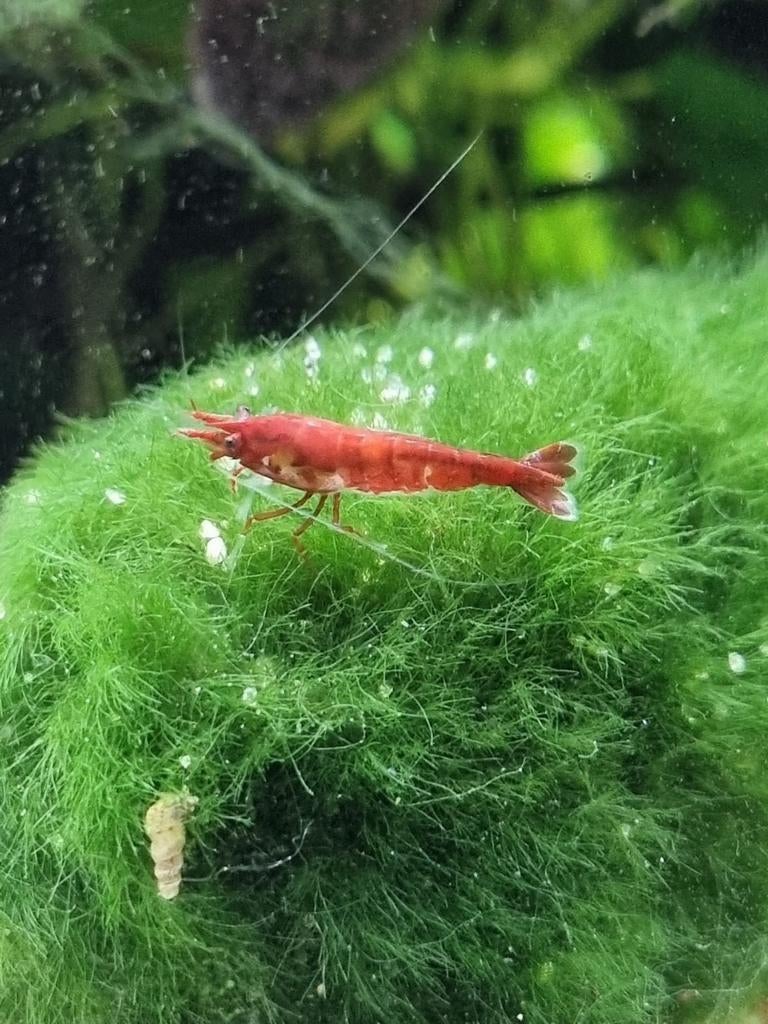 Rode Sakura Garnalen (vuurgarnalen), Kreeft, Krab of Garnaal