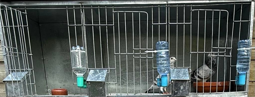 Mooie duiven hokken ja kan ze om bouwe naar stel hokken, Meerdere dieren, Postduif