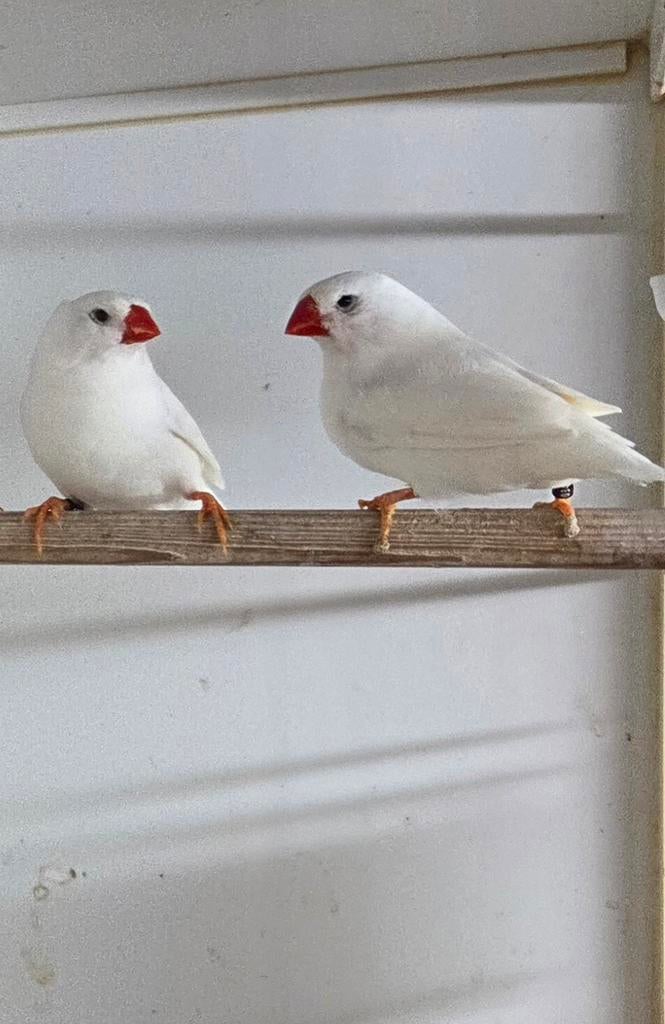 Witte zebravinken, Dieren en Toebehoren, Mannelijk, Tropenvogel, Geringd