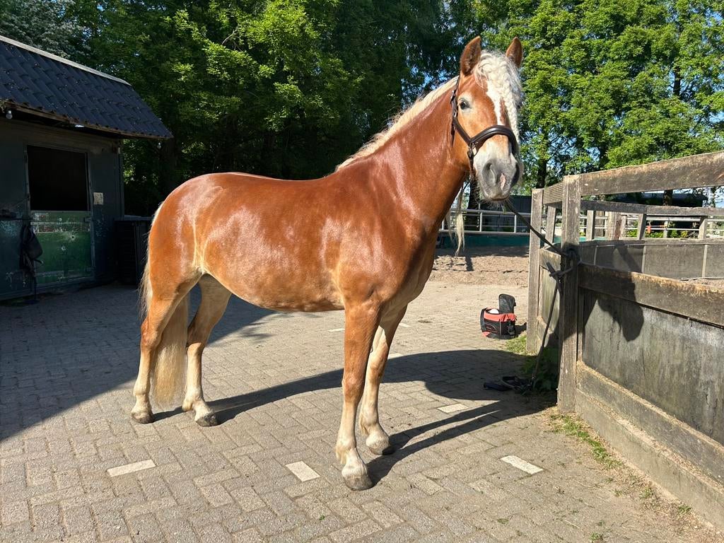 6-jarige Haflinger merrie, Merrie, Minder dan 160 cm, Met stamboom, Zadelmak