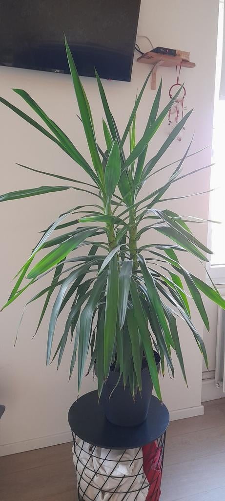 Yucca, Ophalen, 100 tot 150 cm, Halfschaduw, In pot