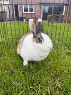 Vrouwtjes konijn, Dieren en Toebehoren, Konijnen, Vrouwelijk