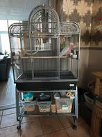 Rosé Kaketoe Man – 4 jaar – Handtam – Inclusief Montana Kooi, Dieren en Toebehoren, Ophalen