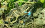 Guppen met blauwe staart, Dieren en Toebehoren, Vissen | Aquariumvissen, Vis