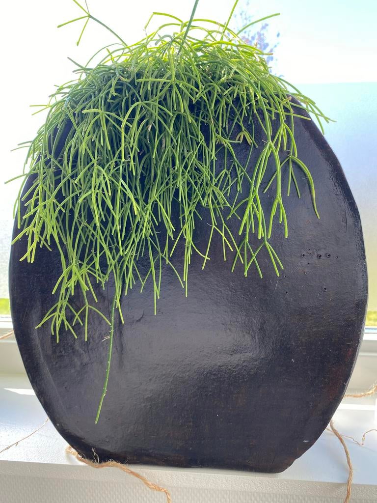 Grote vaas met plant - 35cm hoog, Overige materialen, Gebruikt, Zwart, Ophalen of Verzenden