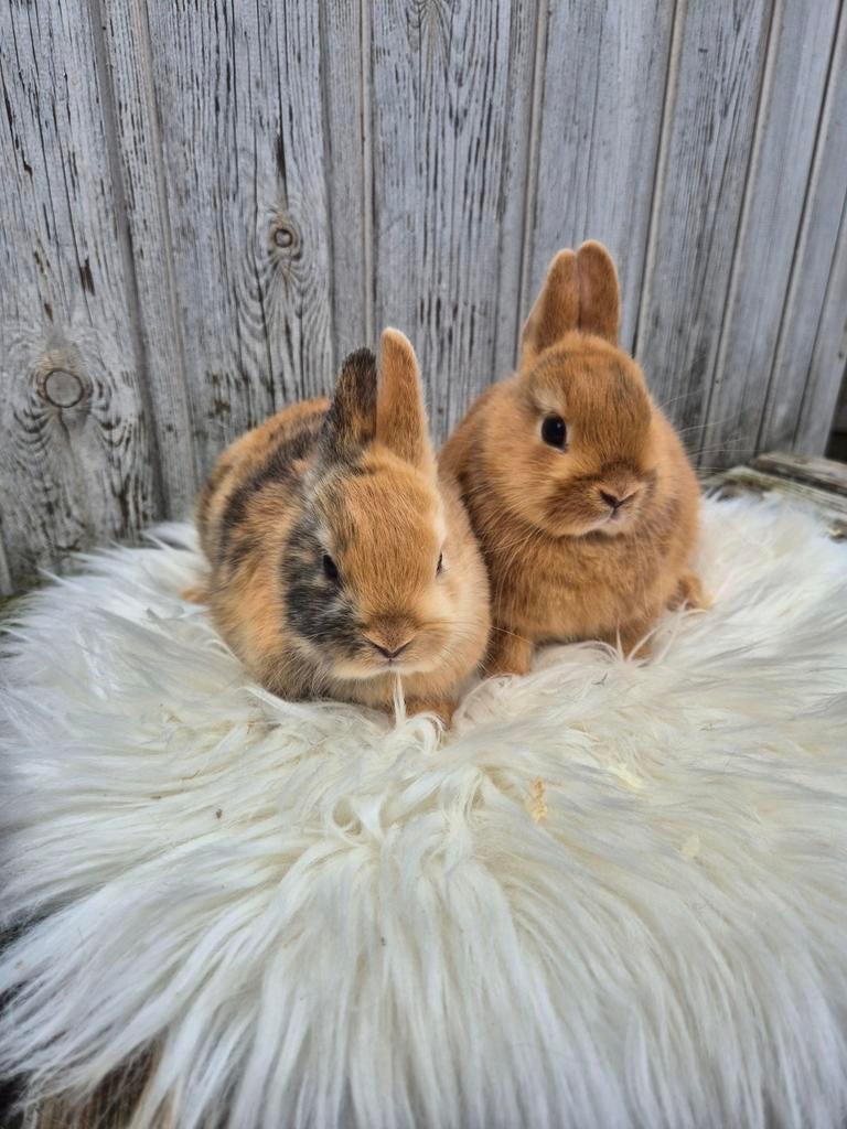 Dwergkonijnen, Dieren en Toebehoren, Konijnen, Meerdere dieren, Dwerg
