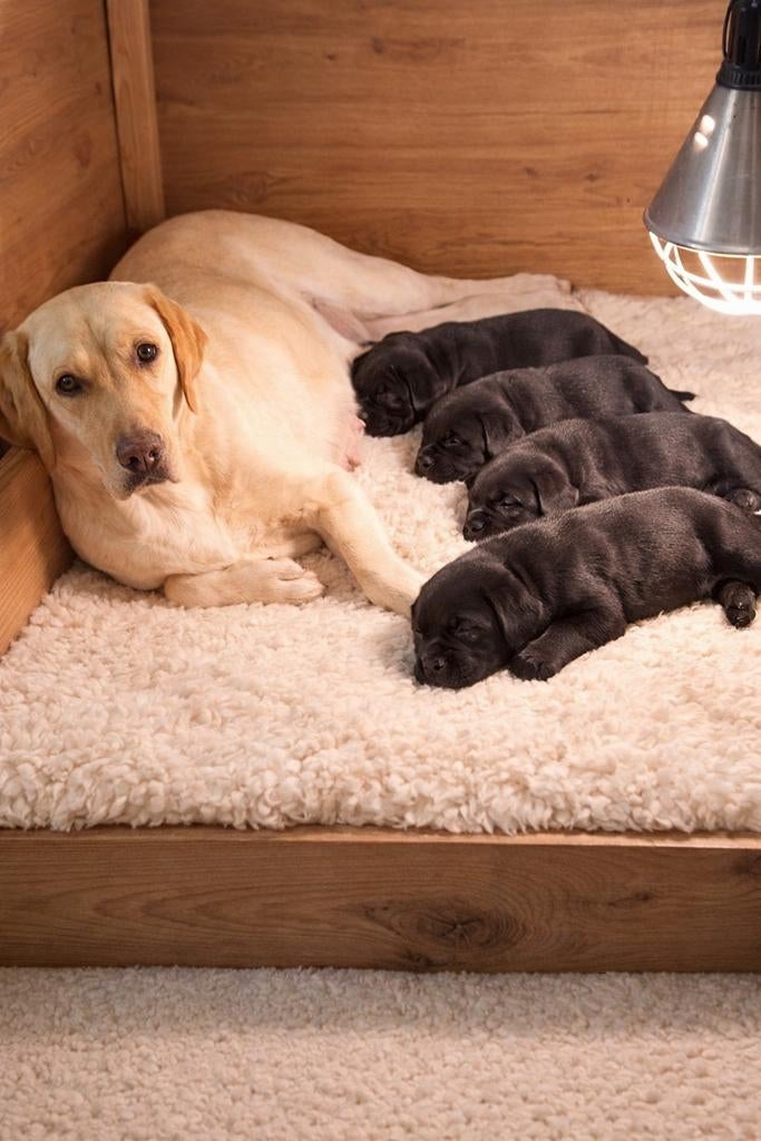 Labrador pups  ouders vrij van erfelijkheid, Nederland, Parvo, 8 tot 15 weken, Labrador retriever