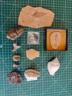 Fossielen verzameling, Verzamelen, Ophalen of Verzenden, Fossiel