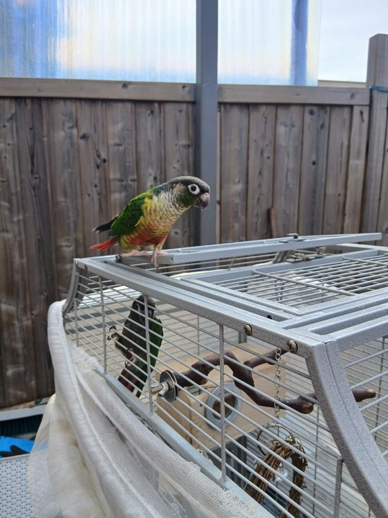 1 papegaai met grote kooi, Dieren en Toebehoren, Mannelijk, Papegaai