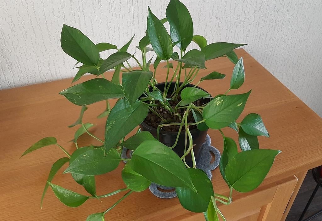 Mooie Epipremnum kamerplant, Ophalen, Overige soorten, Halfschaduw, In pot