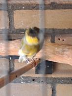 Groene kanarie gloster man, Mannelijk, Postuurkanarie