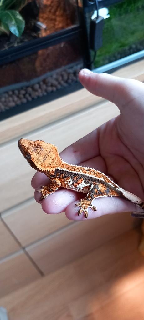 Papierwitte Tricolor Emptyback wimpergekko baby (poss vrouw) Crested Gecko - female for sale from TCM_Reptiless