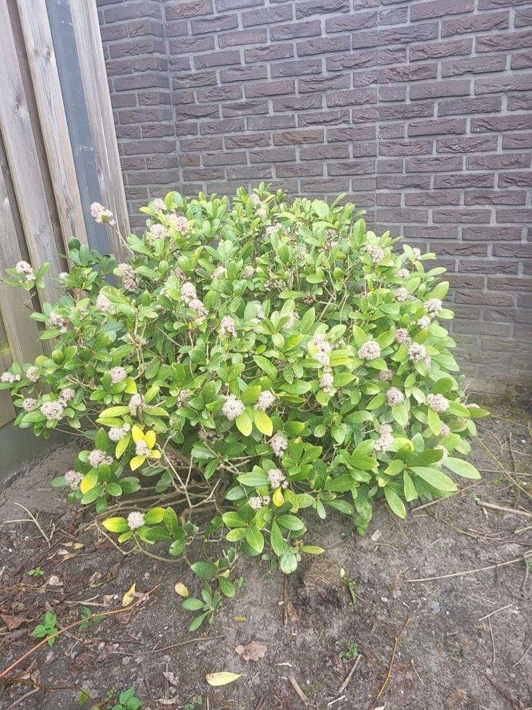 Volwassen japanse skimmia rubella, Tuin en Terras, Ophalen, Laurier