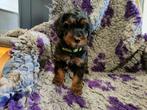 Kleine medium Black and Tan labradoodle F4b pups, Dieren en Toebehoren, Overige rassen, 8 tot 15 weken, Meerdere dieren, Eén hond